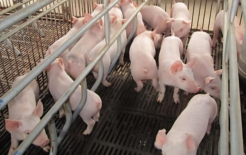 断奶仔猪的日粮需添加治疗性的微量元素